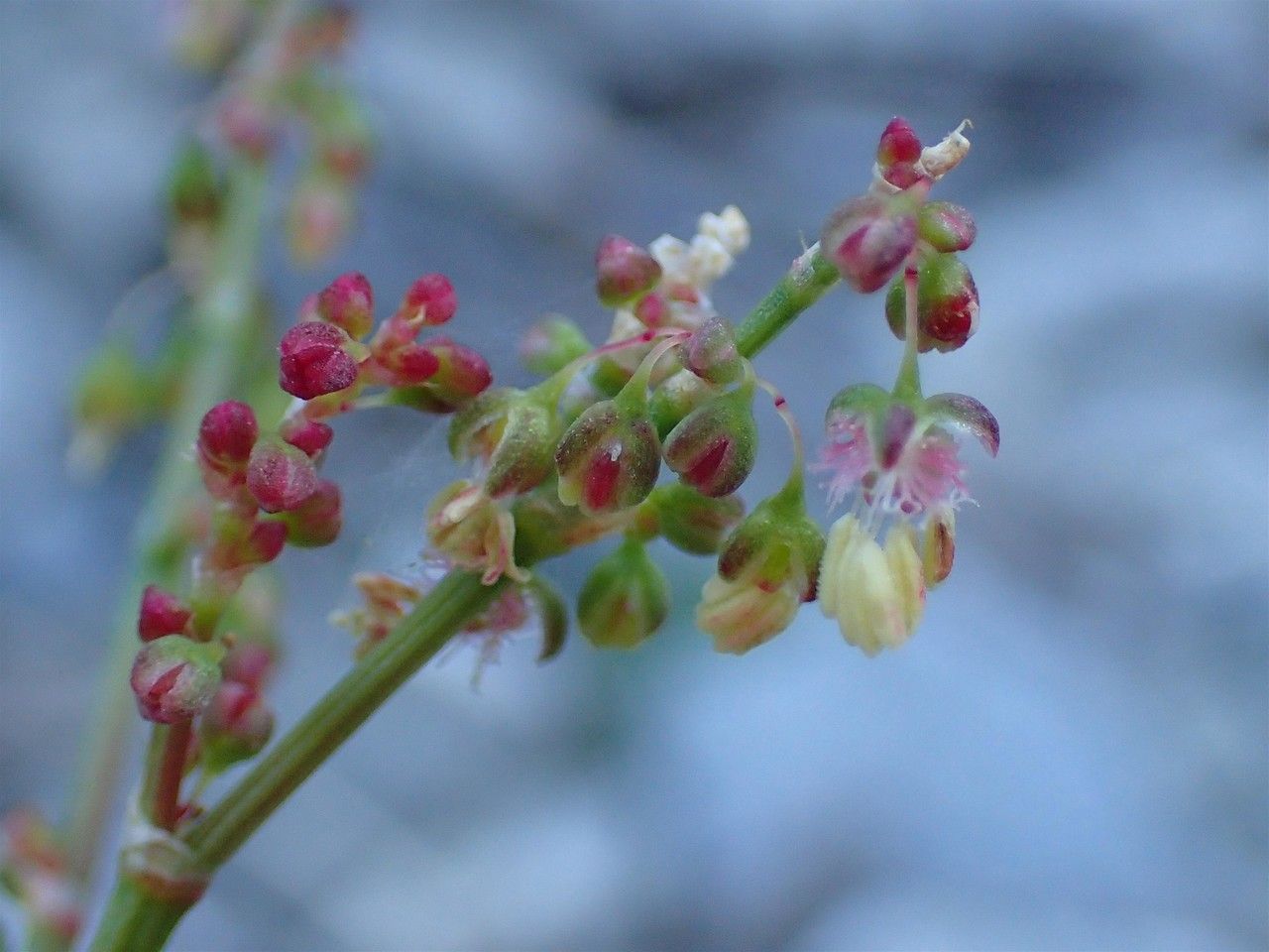 Rumex scutatus fruit