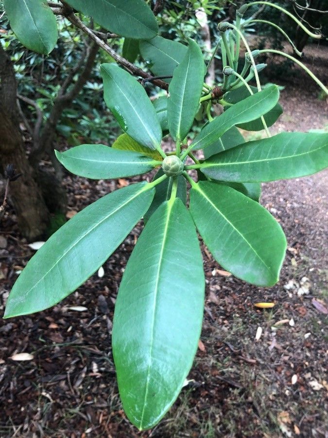 Rhododendron decorum — search result for 'Myanmar'