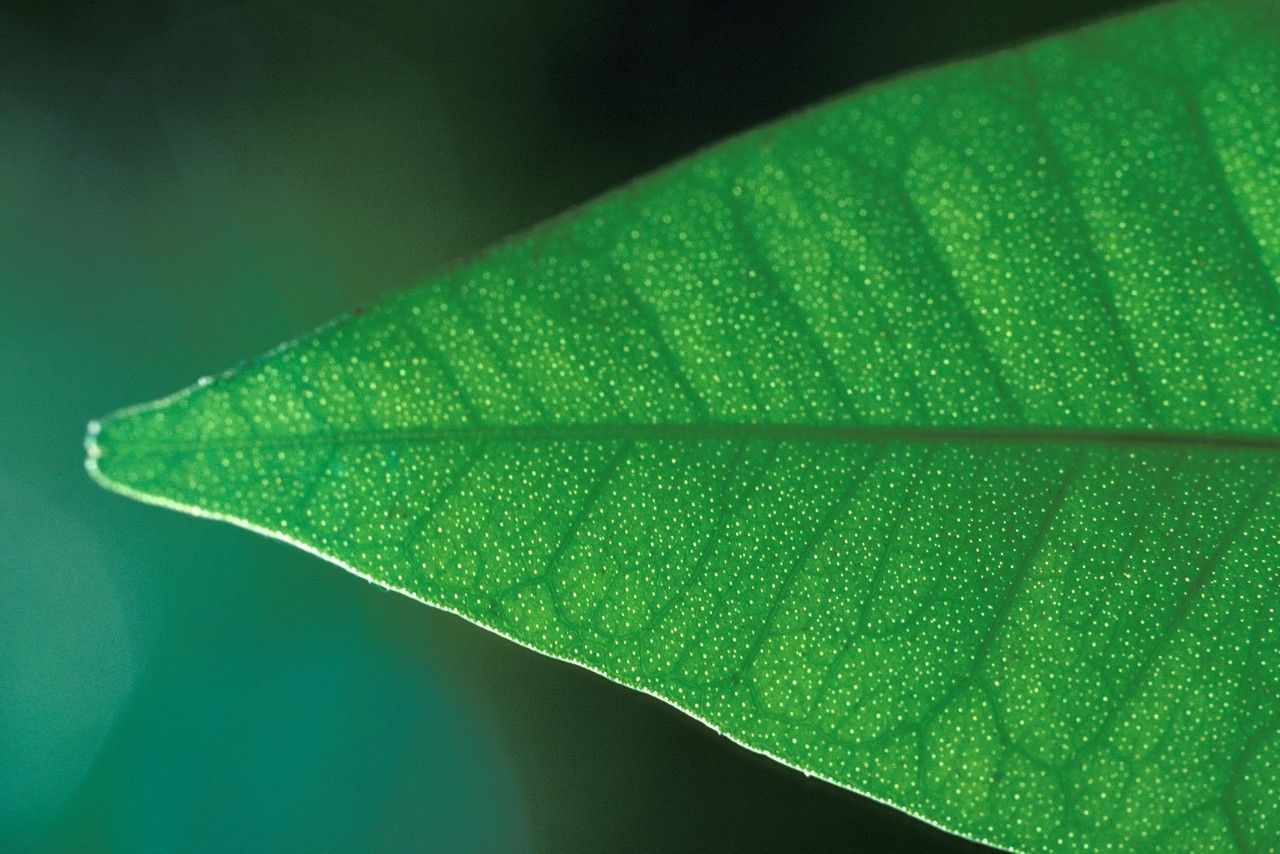 Atalantia wightii — related species from the same genus