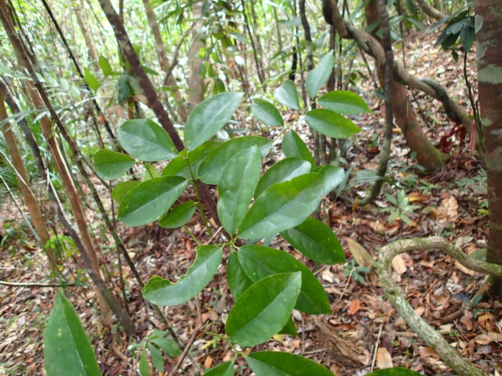 Hedycarya engleriana leaf