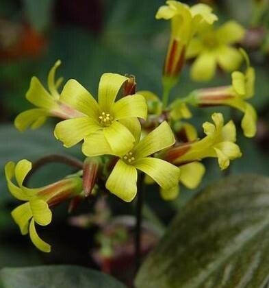 Oxalis ortgiesii flower