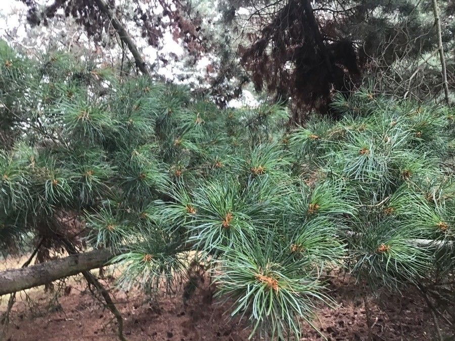 Pinus parviflora leaf