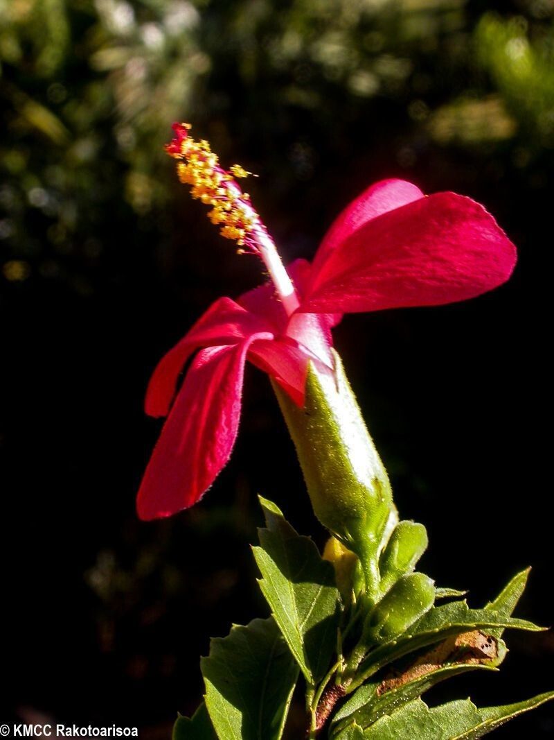 Hibiscus perrieri flower