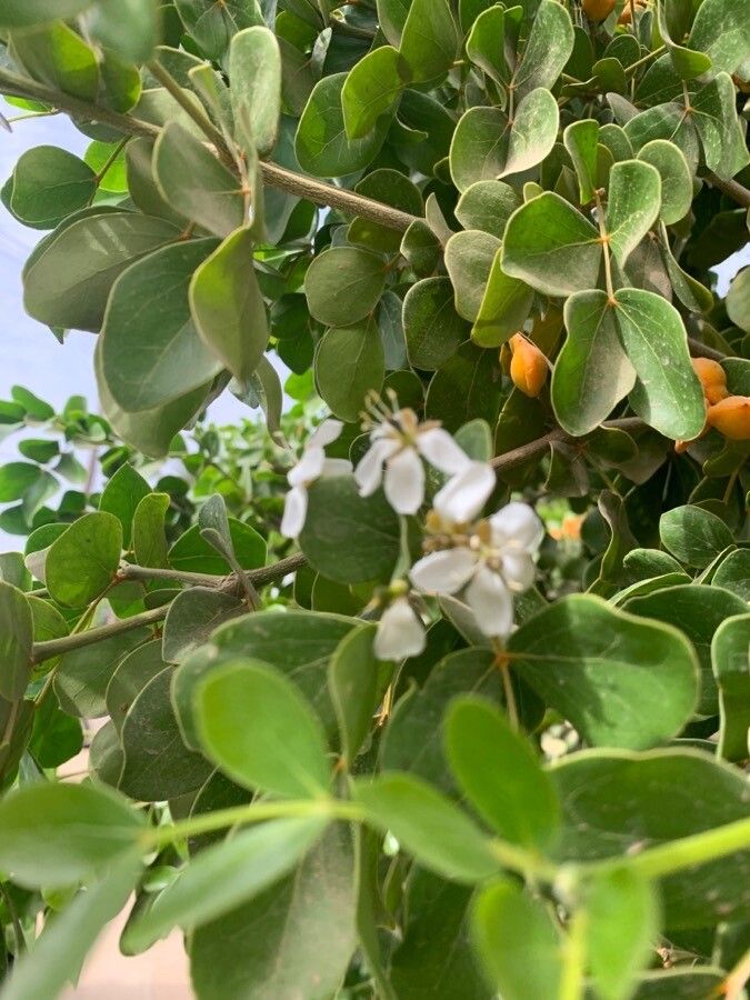 Guaiacum officinale flower