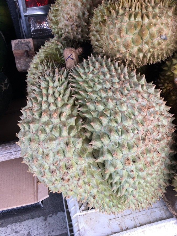 Durio zibethinus fruit