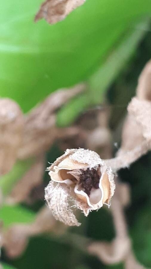 Petunia violacea fruit