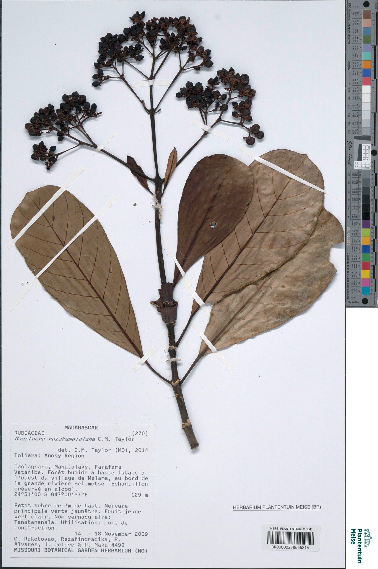 Gaertnera razakamalalana — houseplant care guide