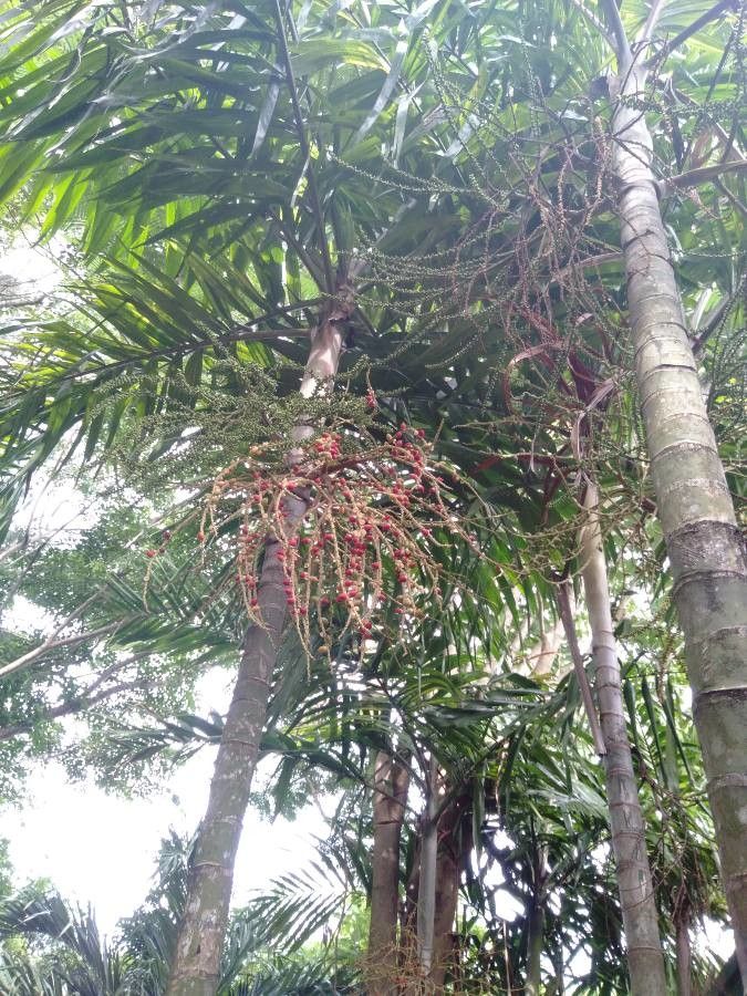 Chambeyronia divaricata fruit