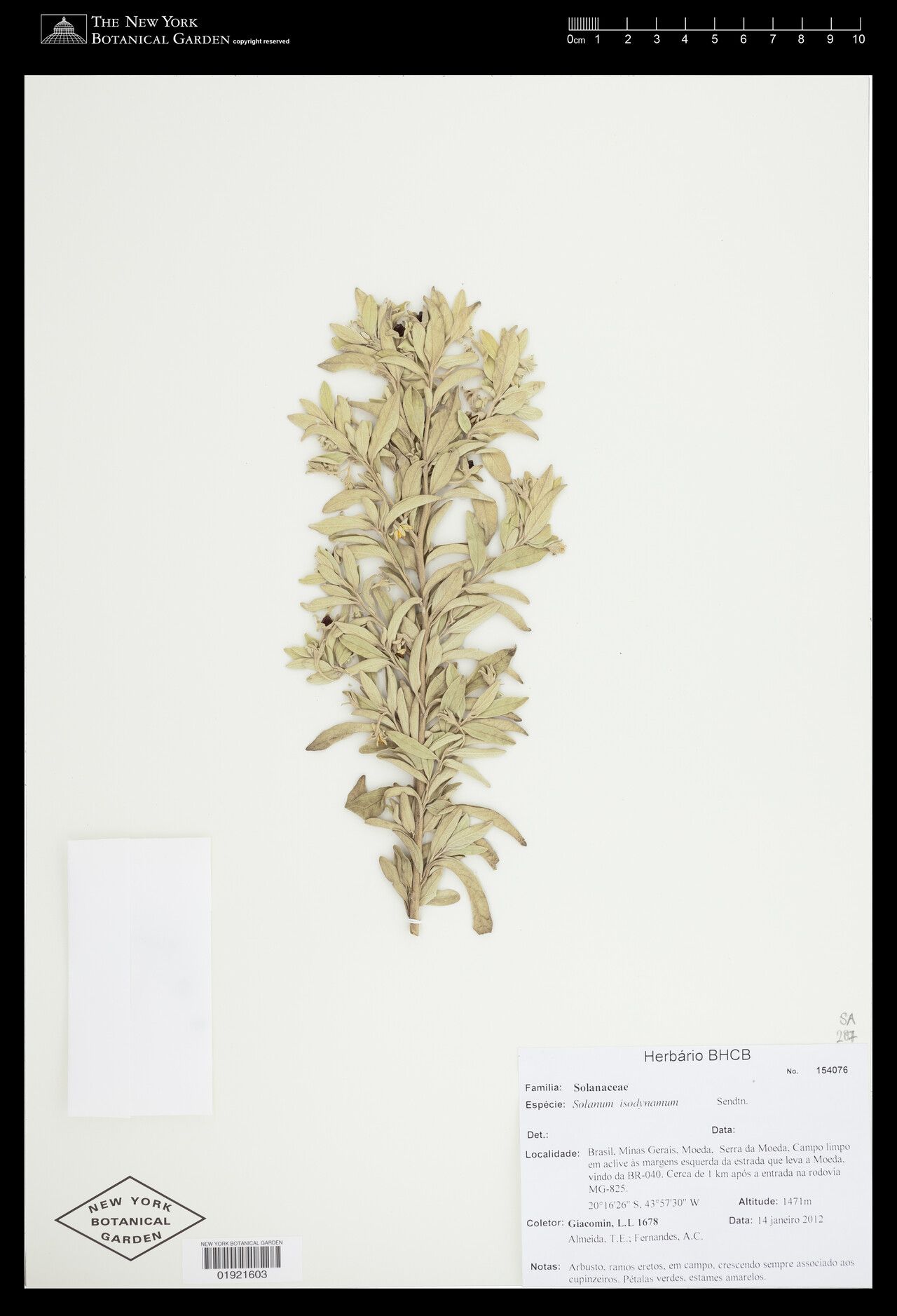 Solanum isodynamum — houseplant care guide