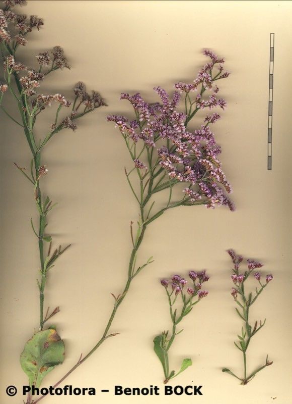 Limonium braunii other