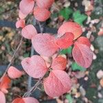 Berberis thunbergii