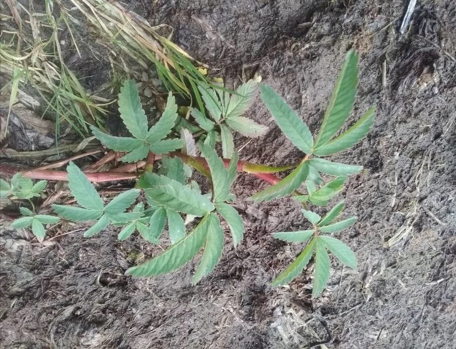 Comarum palustre — houseplant care guide