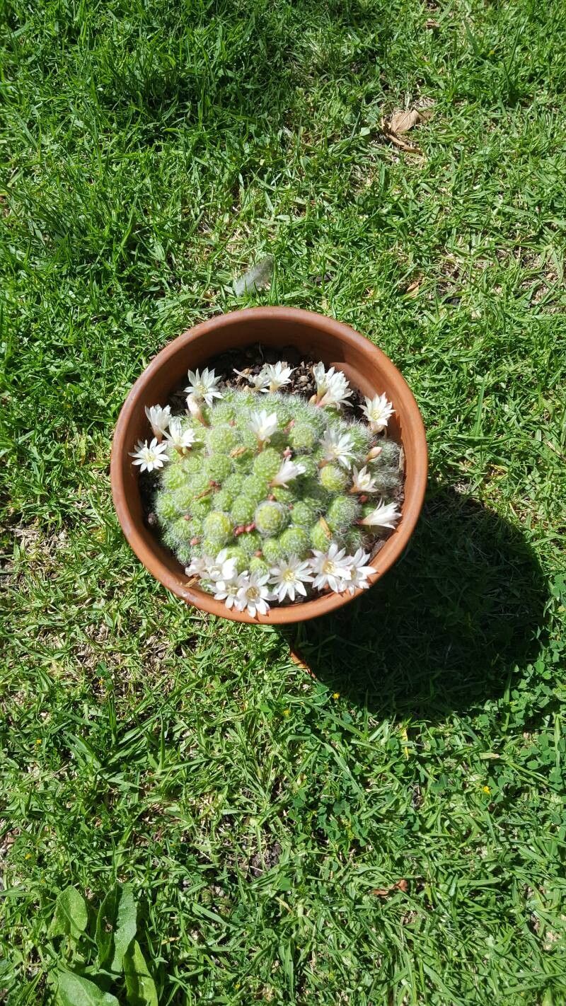 Aylostera albopectinata flower