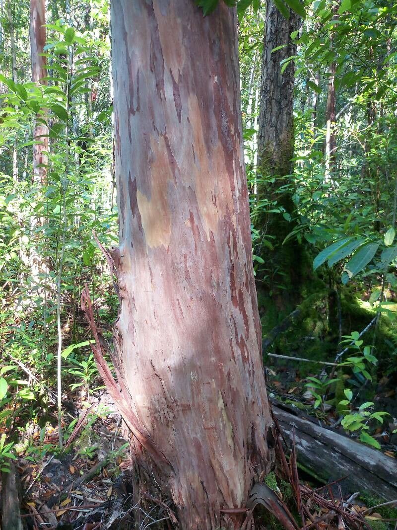Tristaniopsis obovata bark