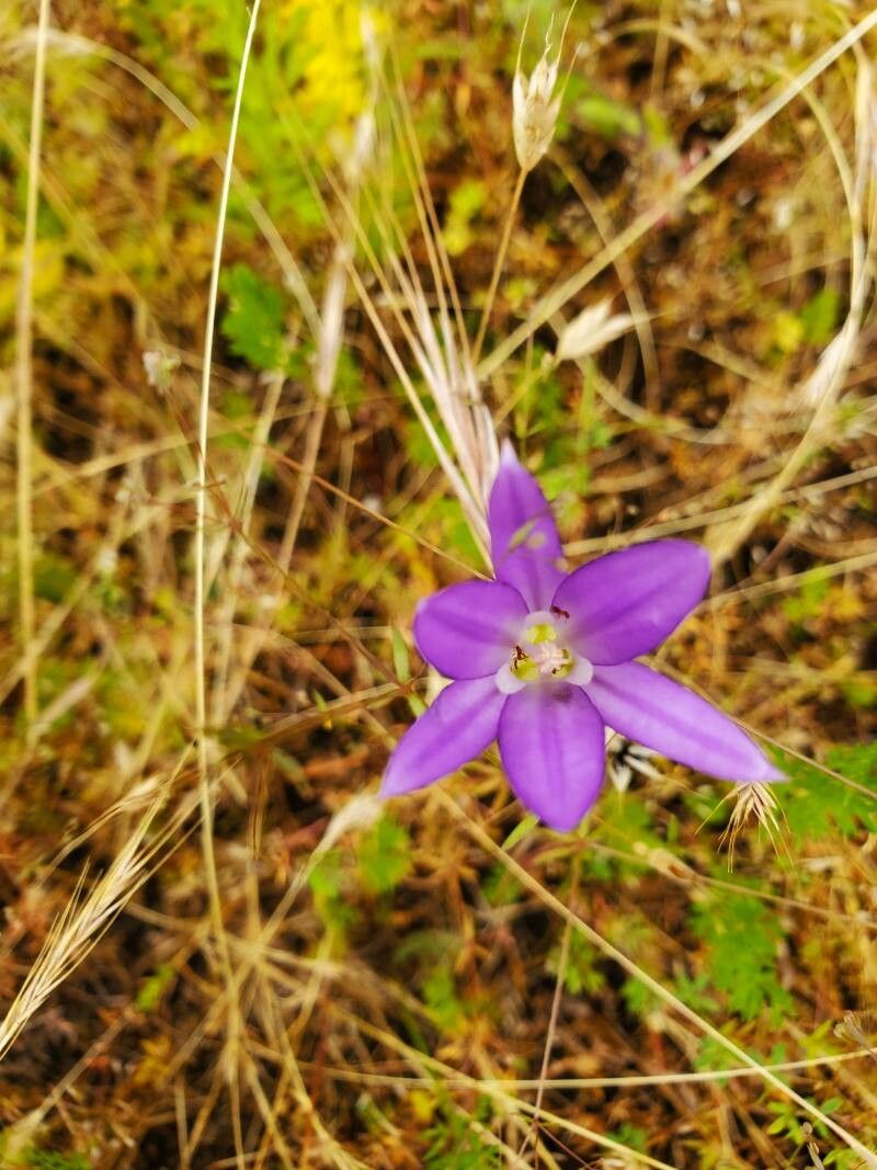 Brodiaea jolonensis — houseplant care guide
