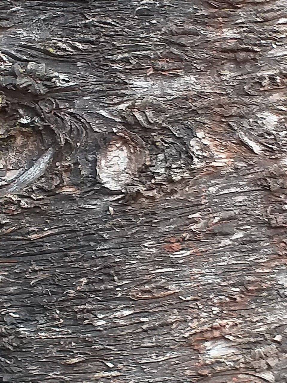 Araucaria cunninghamii bark