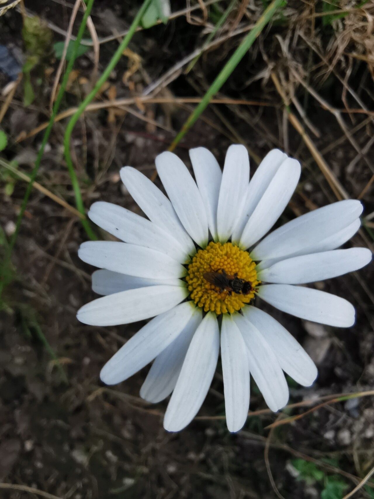 Leucanthemum adustum flower