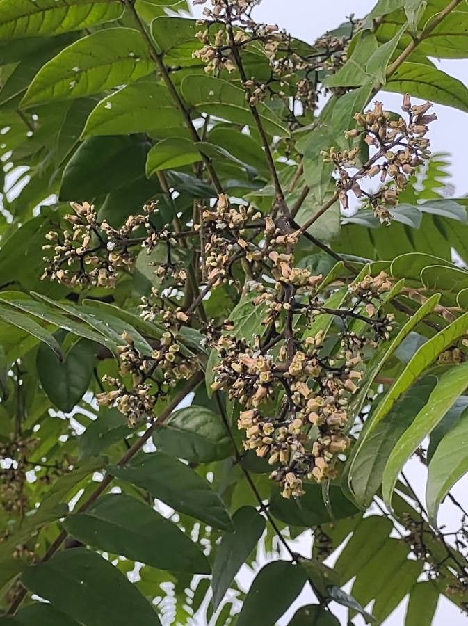 Cedrela fissilis flower