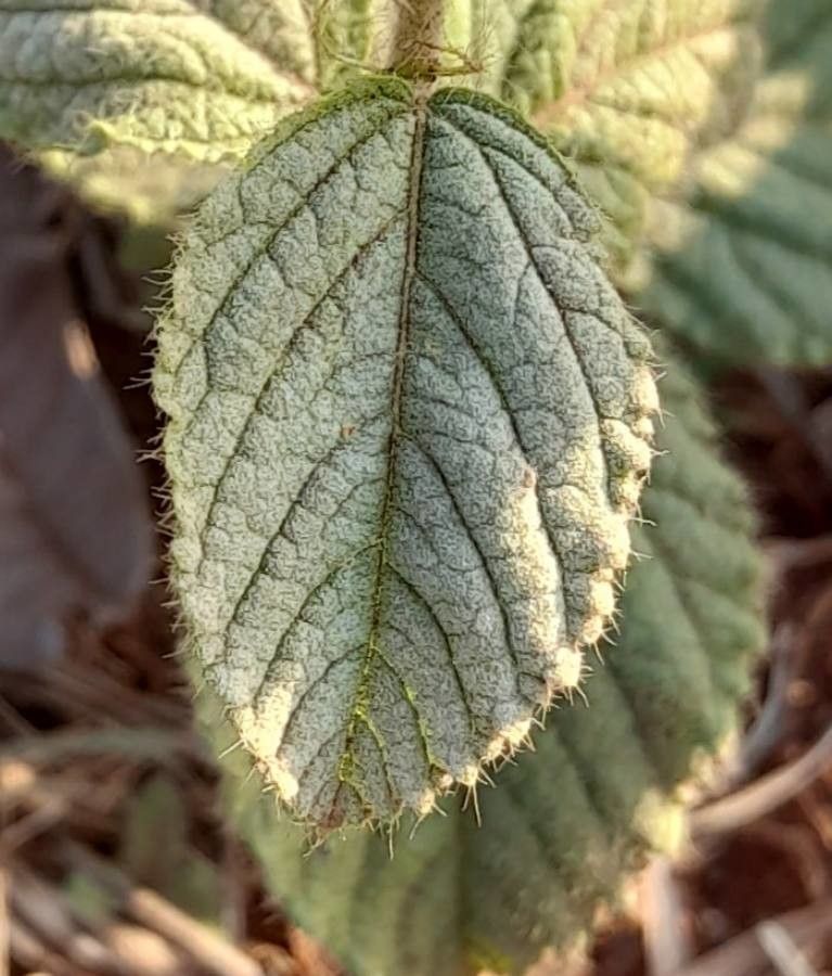 Waltheria communis — related species from the same genus