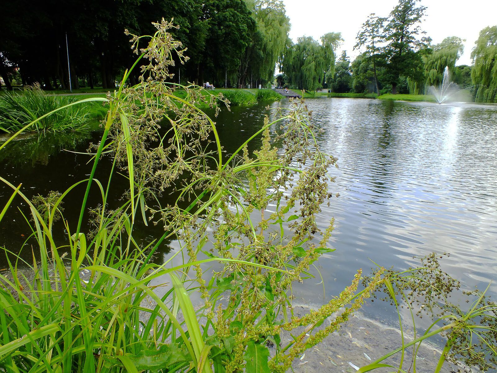 Scirpus radicans flower