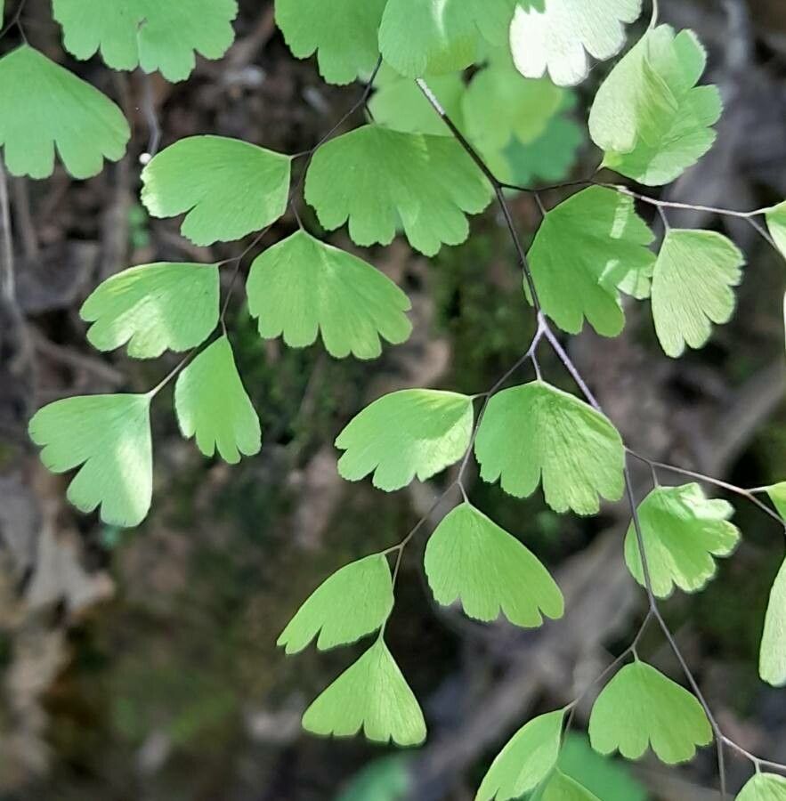 Adiantum lorentzii — search result for 'Adiantum'