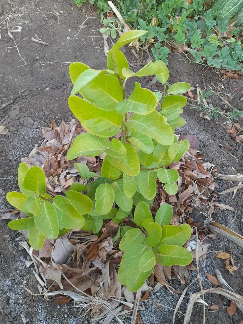 Coccoloba diversifolia leaf
