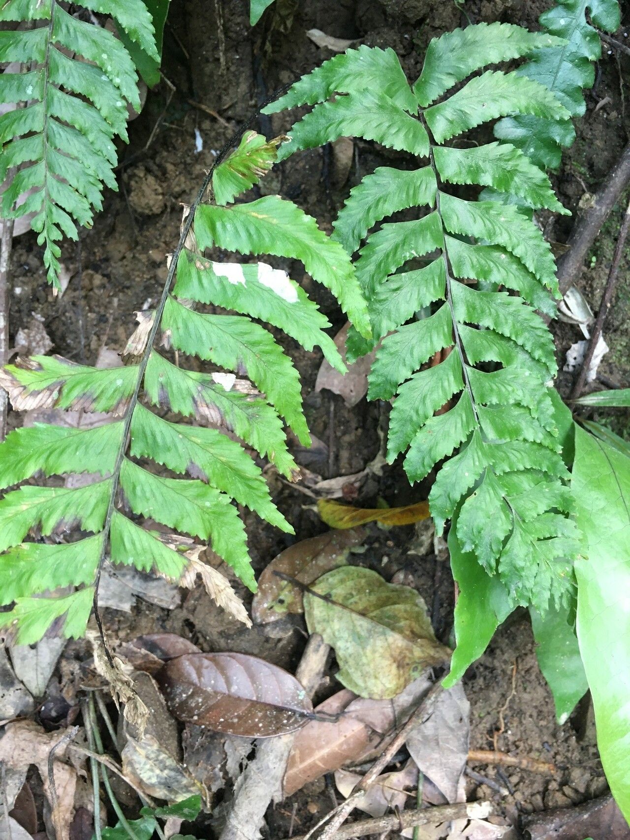 Hymenasplenium excisum — related species from the same genus
