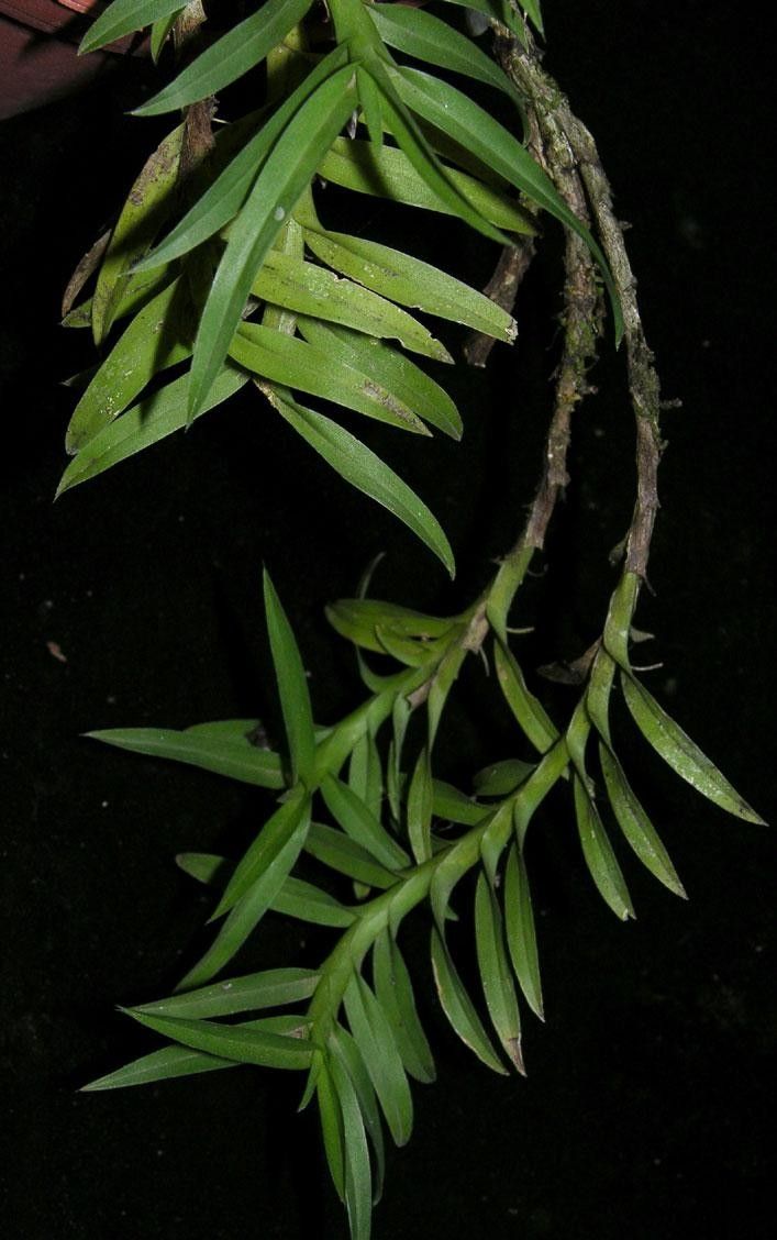 Dichaea acroblephara leaf