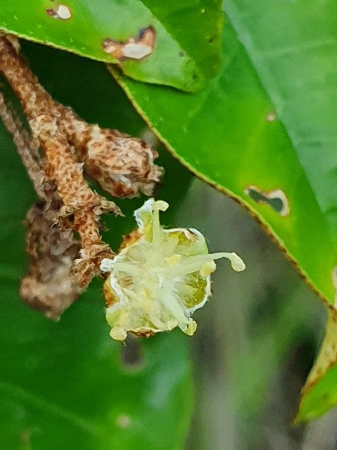 Croton dichogamus flower