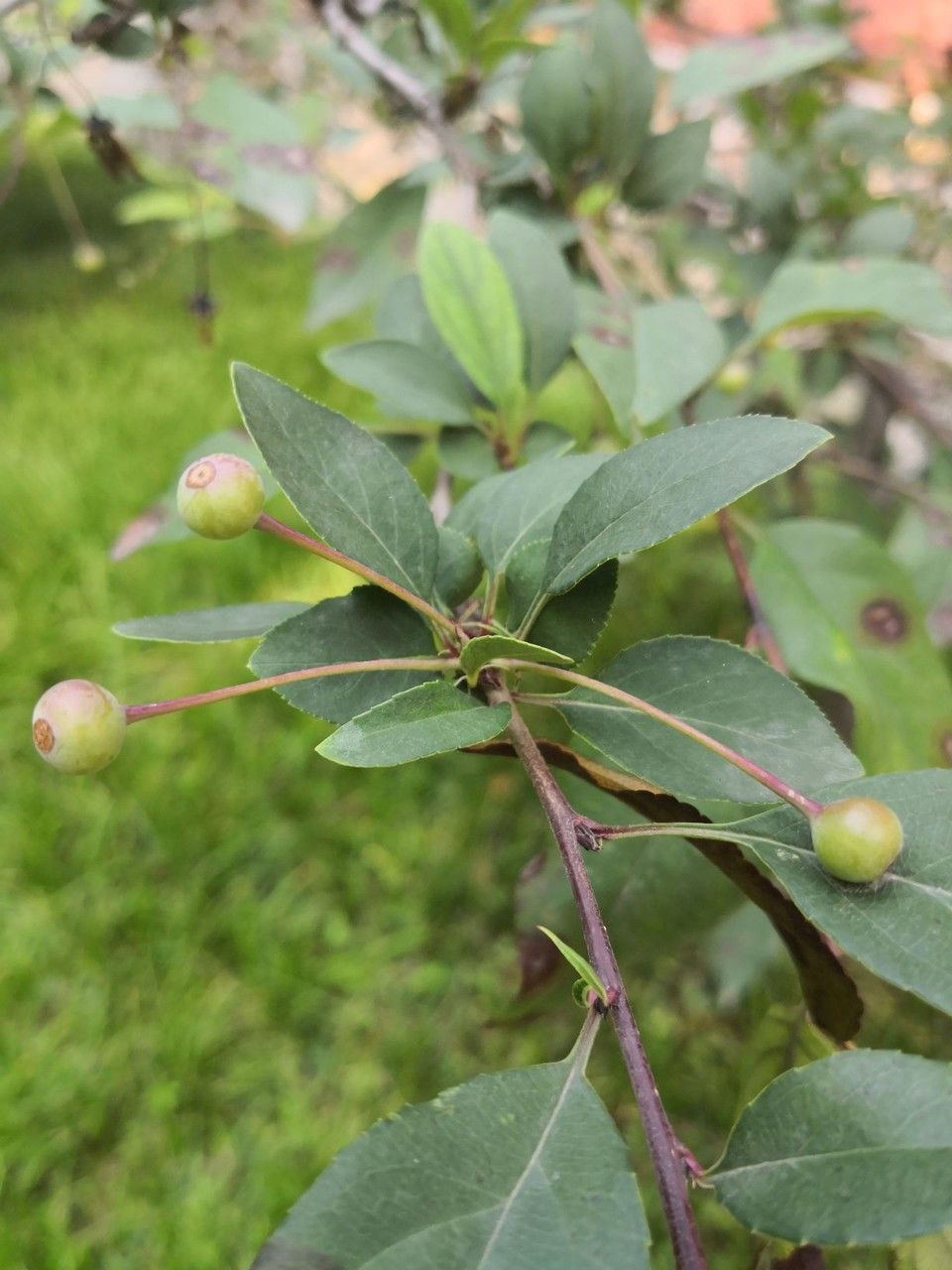 Malus halliana fruit
