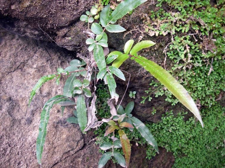 Blechnum gracile habit