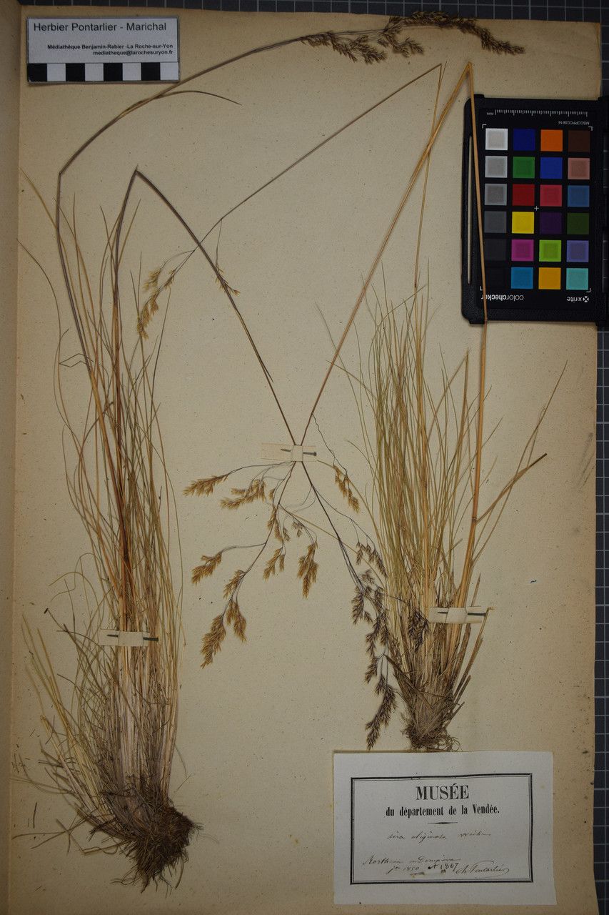 Deschampsia setacea — houseplant care guide