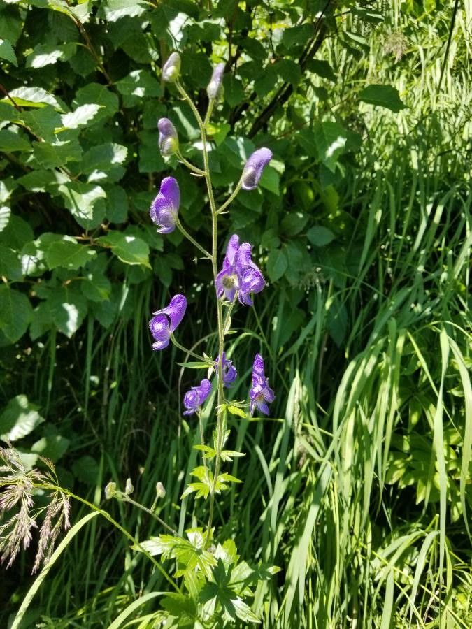 Aconitum columbianum flower