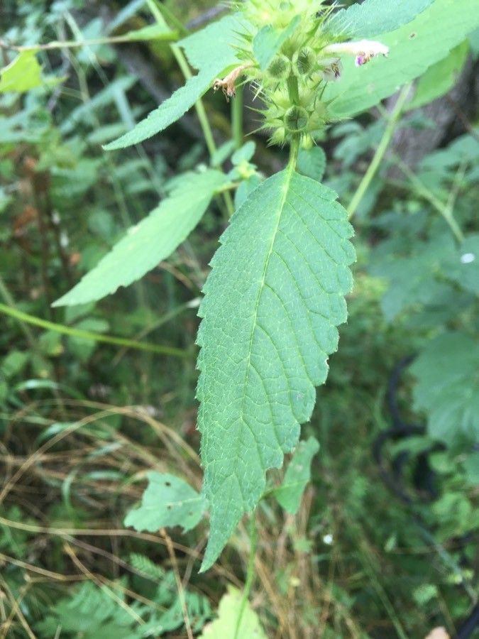 Galeopsis pyrenaica leaf