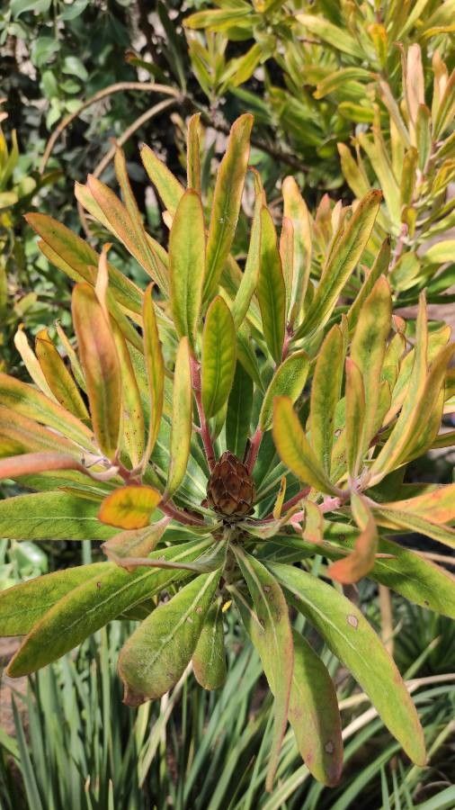Protea neriifolia habit