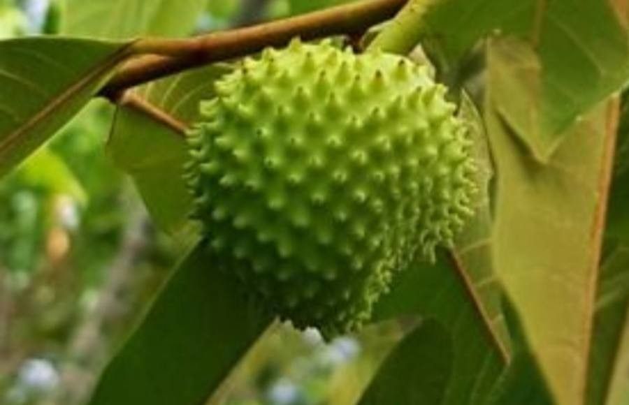 Annona paludosa — search result for 'Annonaceae'