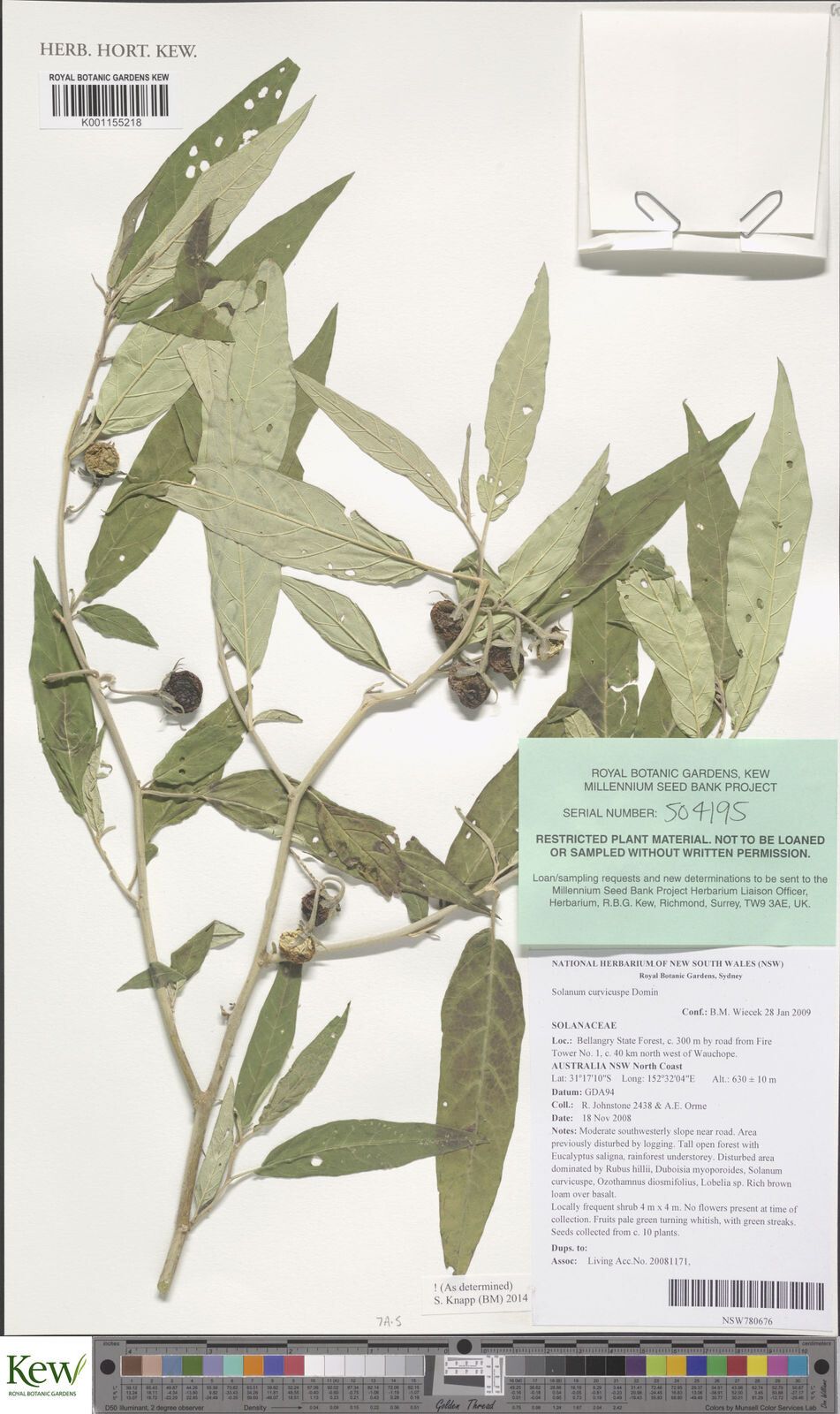 Solanum curvicuspe — houseplant care guide