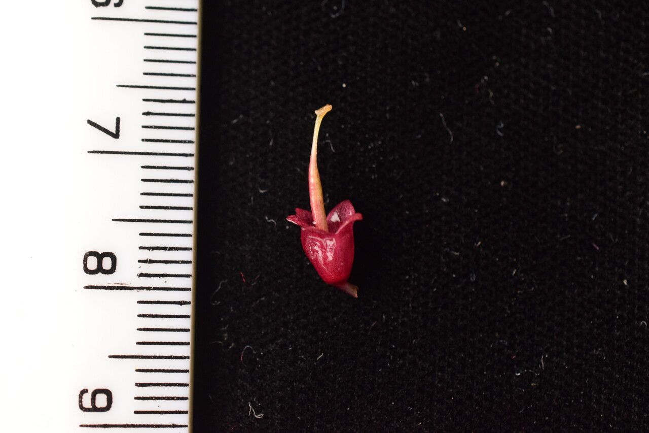 Didymocarpus primulifolius fruit