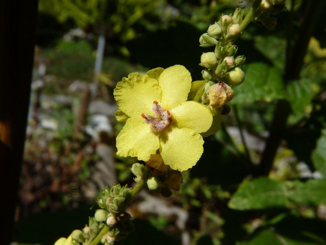 Verbascum banaticum flower