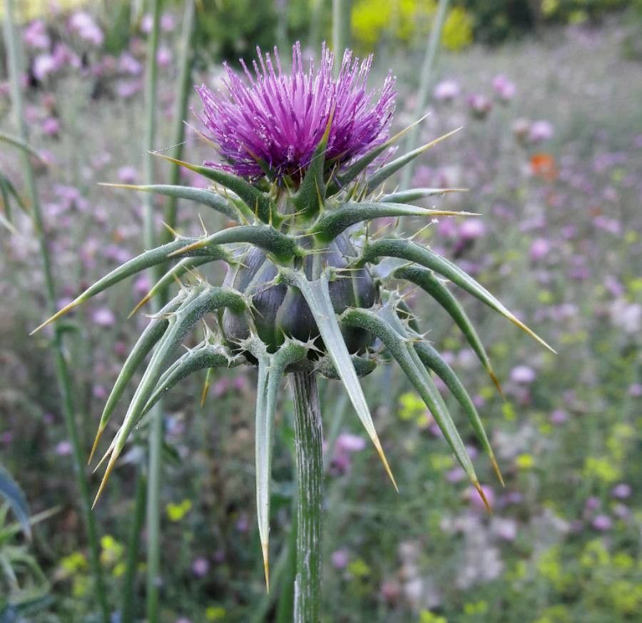 Silybum marianum flower