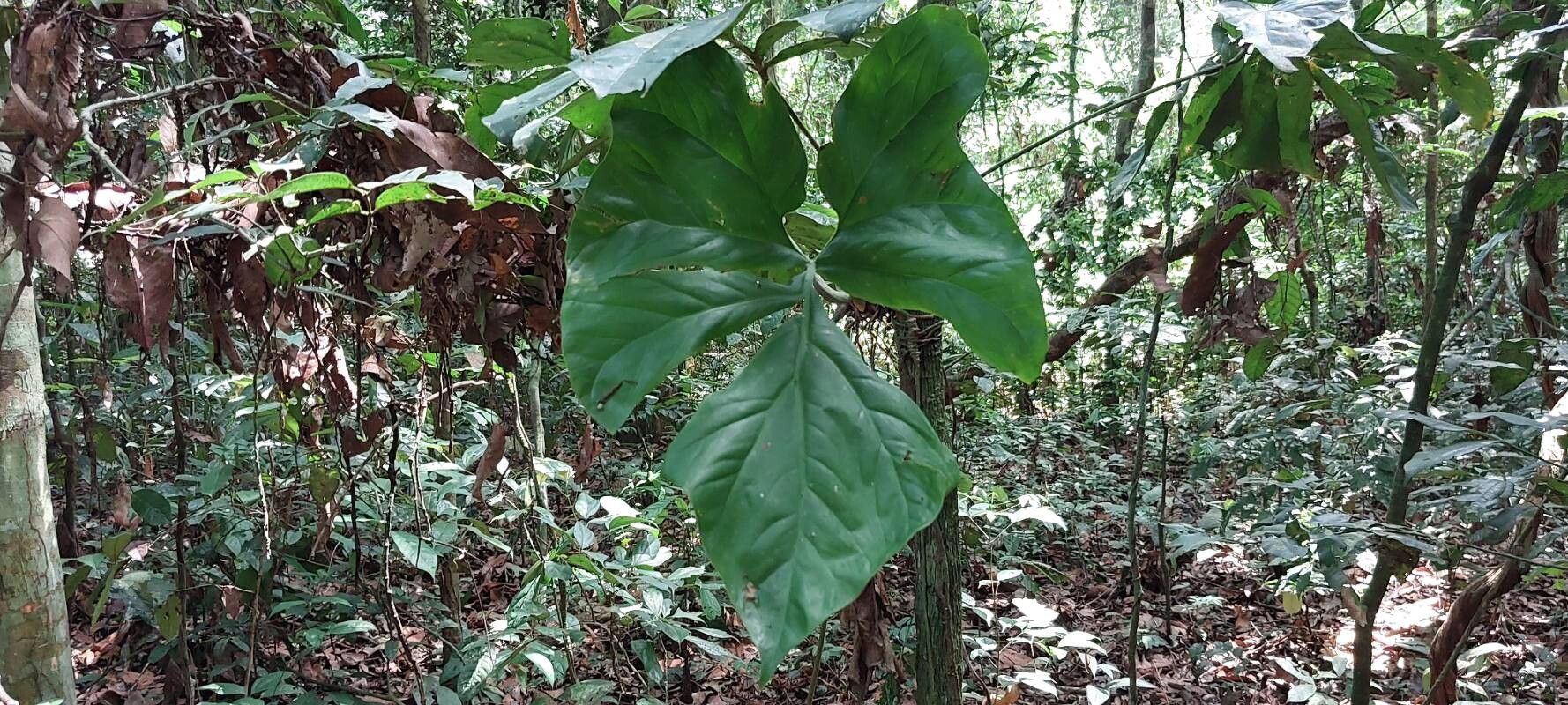 Cercestis kamerunianus — search result for 'Cercestis'