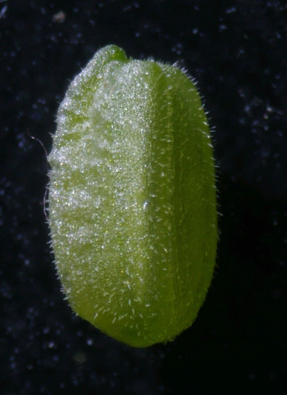 Valerianella carinata fruit