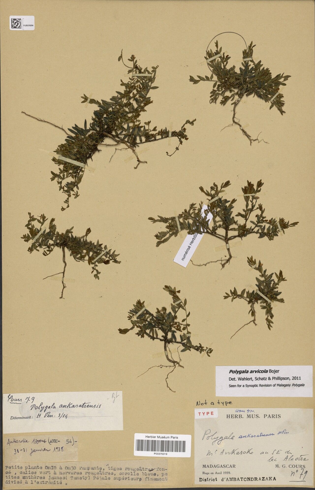 Polygala ankaratrensis — houseplant care guide