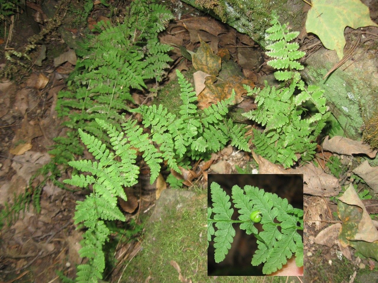 Cystopteris bulbifera habit
