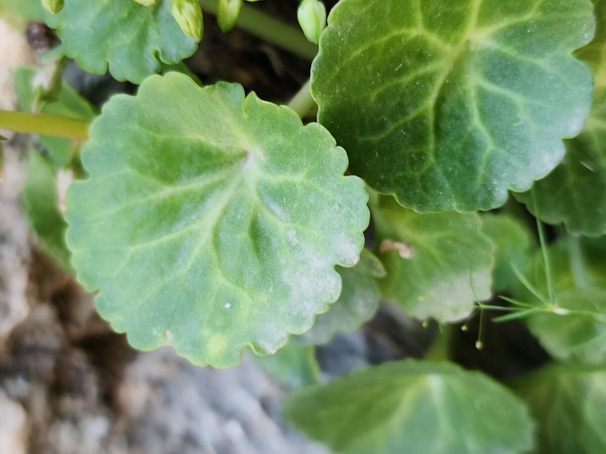 Umbilicus intermedius leaf