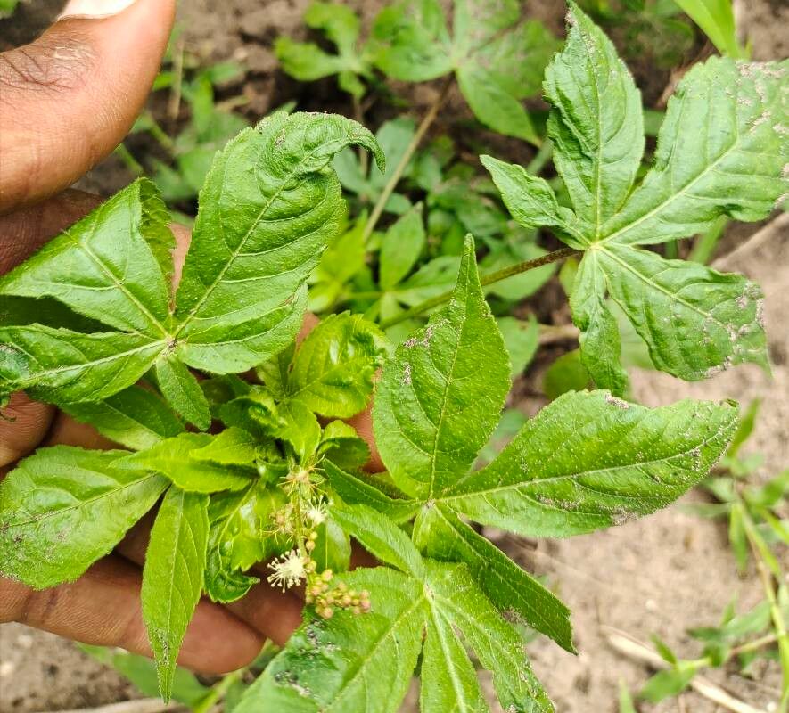 Astraea lobata — search result for 'Euphorbiaceae'