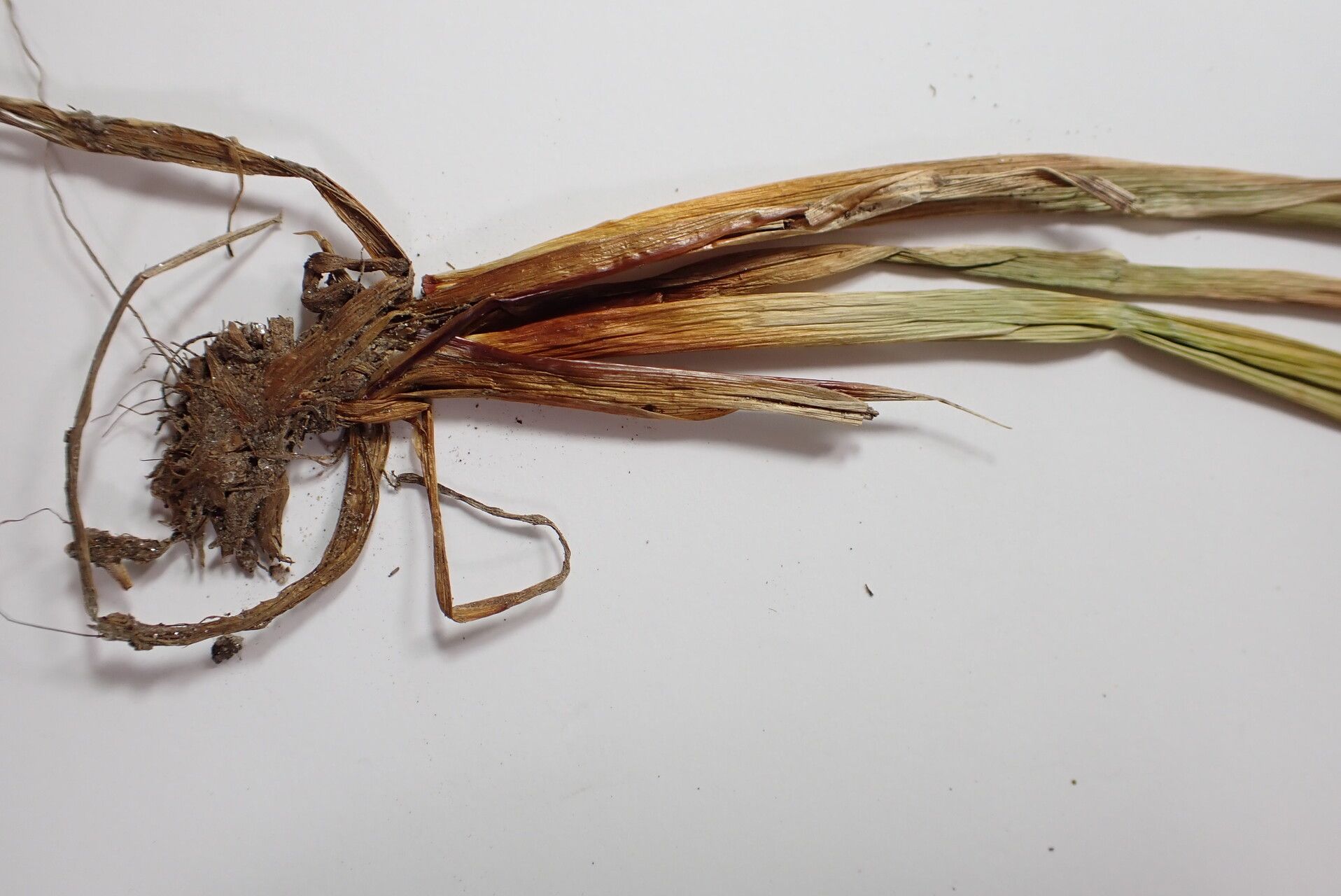 Juncus sikkimensis bark