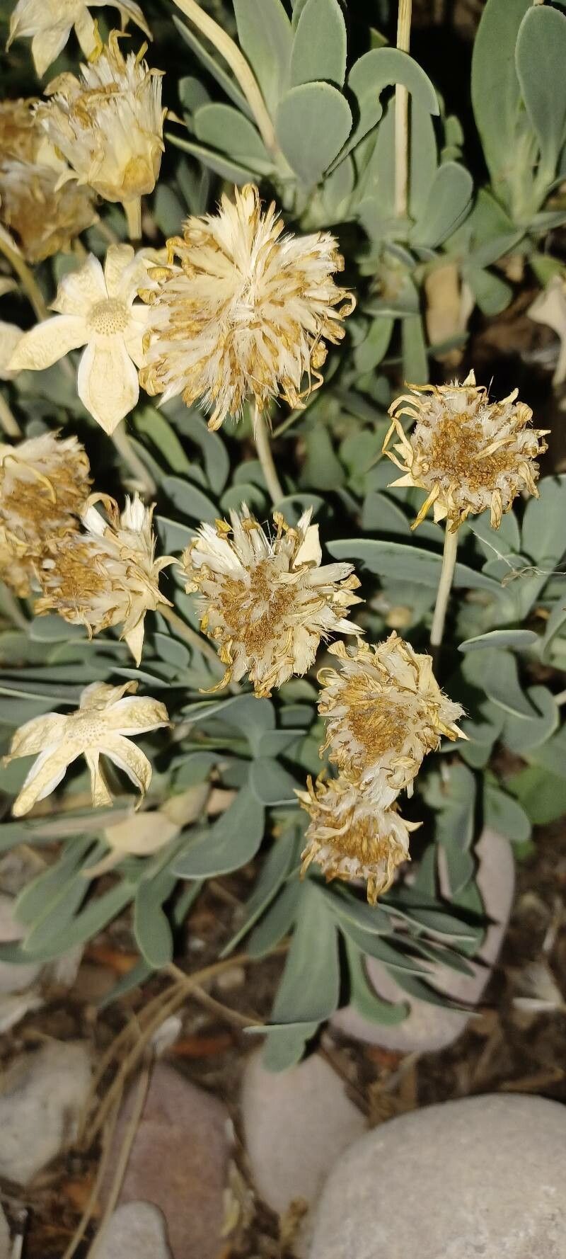 Hertia cheirifolia fruit