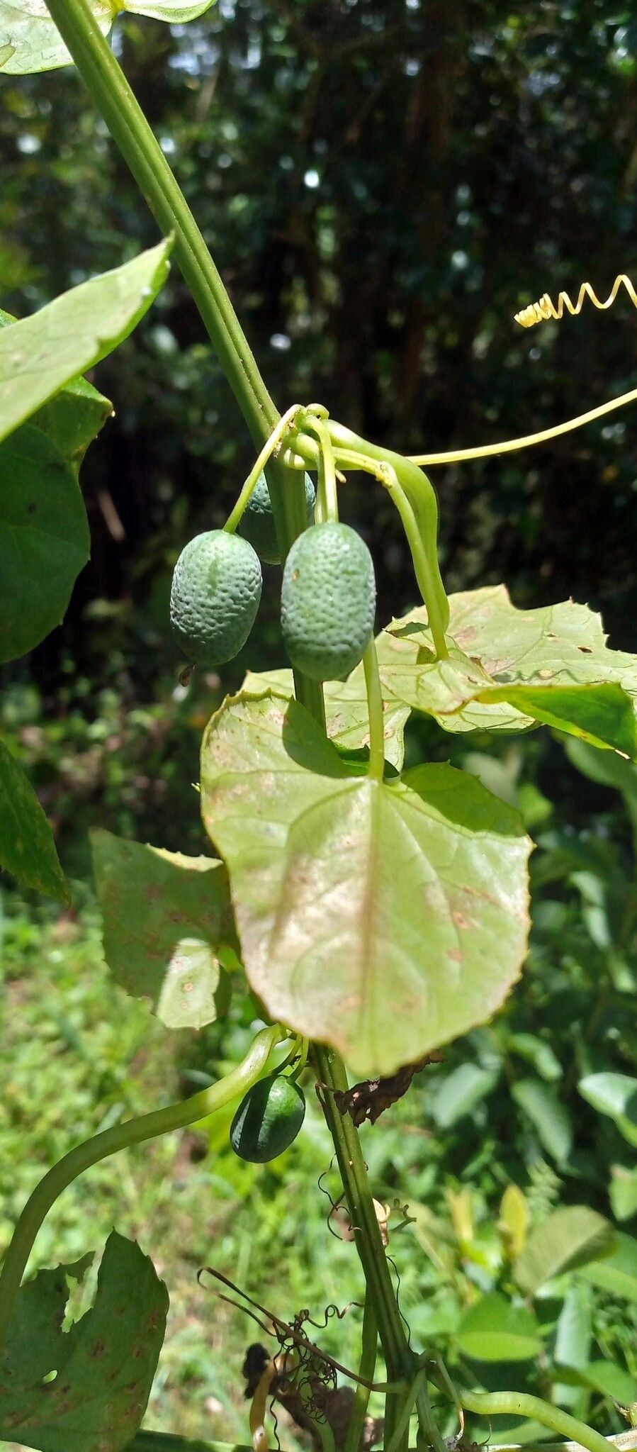 Zehneria emirnensis fruit