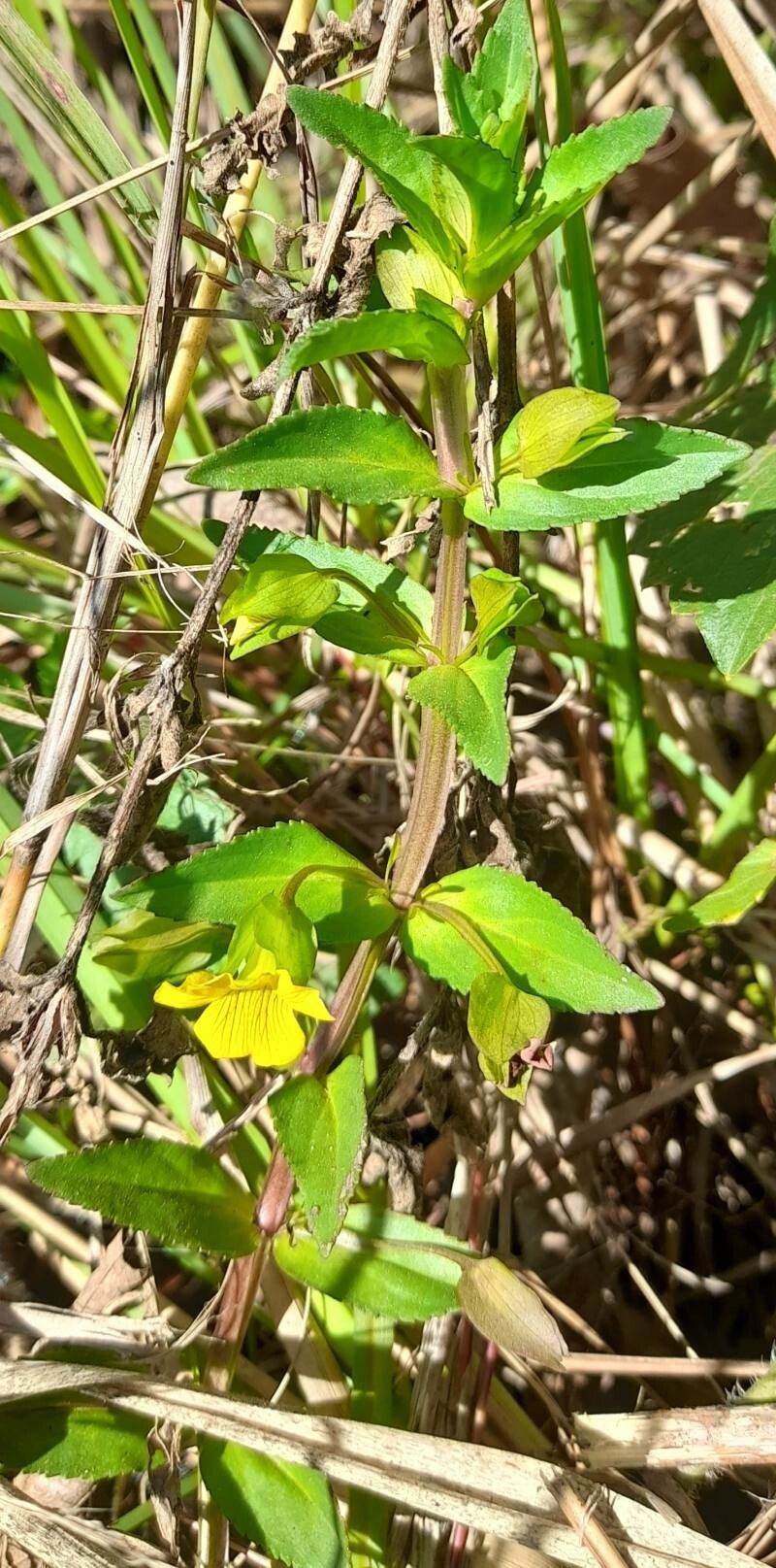 Mecardonia grandiflora habit